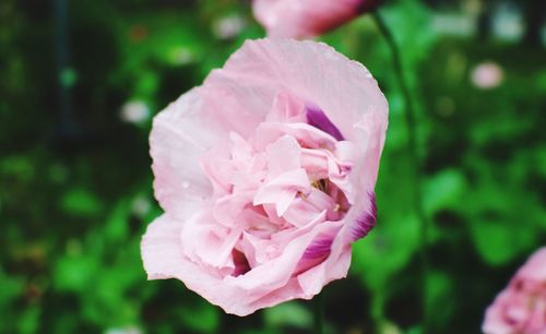 Close-up of pink rose