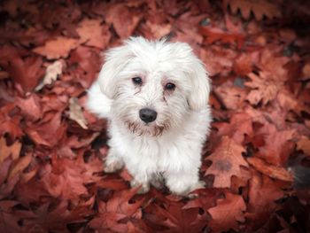 High angle portrait of a dog