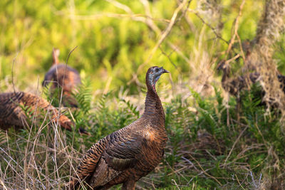 Wild osceola wild turkey meleagris gallopavo osceola in the woods of myakka state park in sarasota