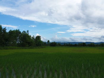 Scenic view of agricultural field against sky