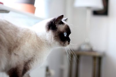 Close-up of a cat looking away