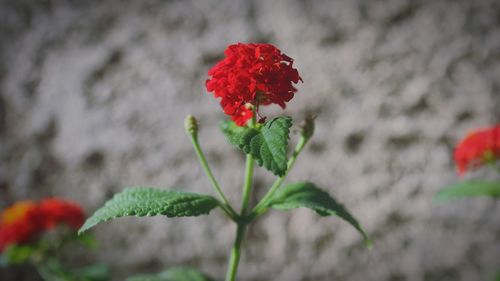 Close-up of red flowering plant