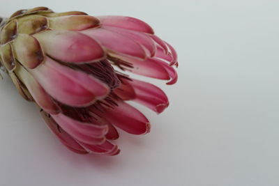 Close-up of pink flower over white background