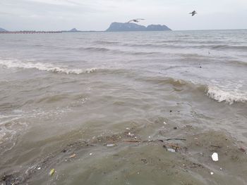 View of birds flying over sea