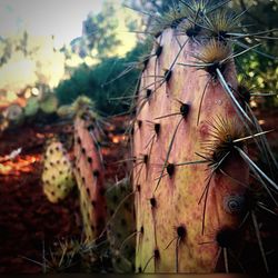 Close-up of lizard on field
