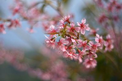 Close-up of pink cherry blossoms