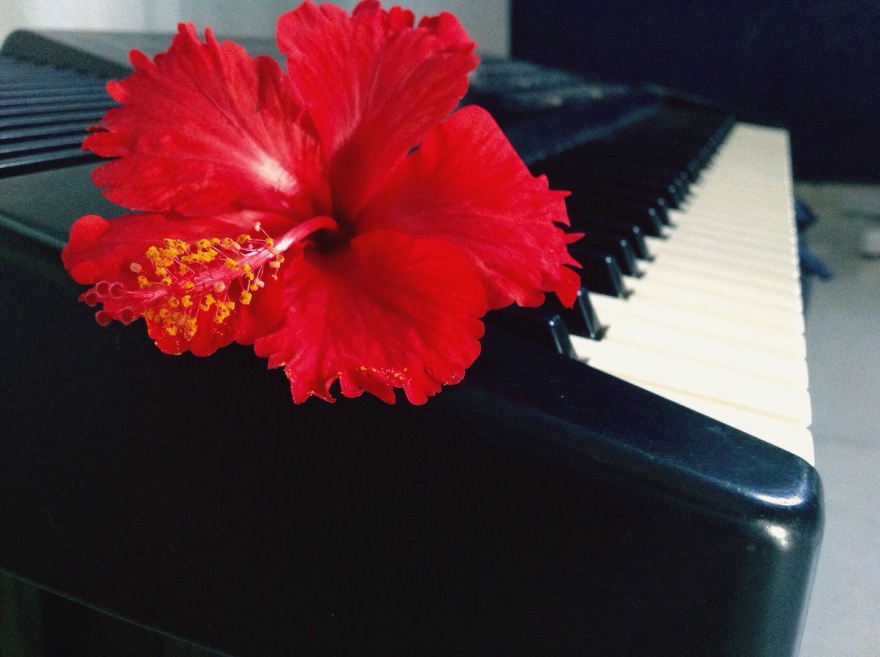 CLOSE UP OF RED HIBISCUS