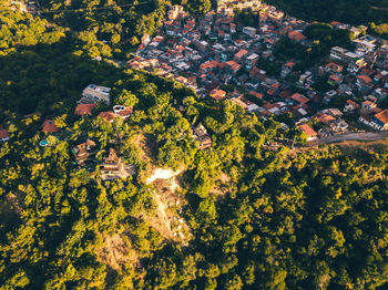 High angle view of trees and plants growing on field