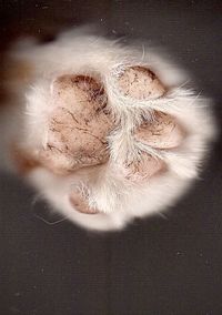 High angle view of coffee beans on table at home