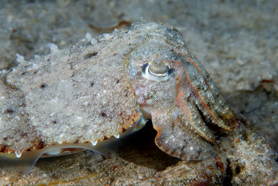 Close-up of fish underwater