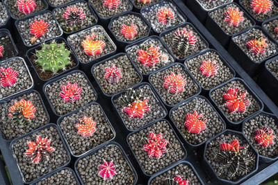 Full frame shot of plants in market