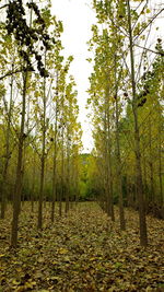 Trees on field