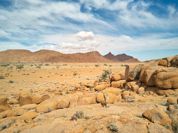 A klipspringer on a rock in de namib desert