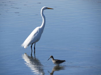 Egret and wader in lake 