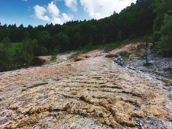 Scenic view of river amidst trees against sky