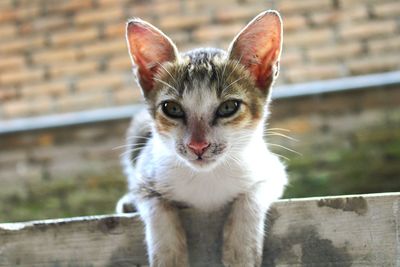 Close-up portrait of cat by wall