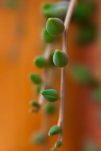 Close-up of flower buds growing outdoors