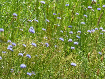 Full frame shot of purple flowering plants on field