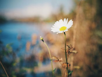 Close-up of fresh white flower