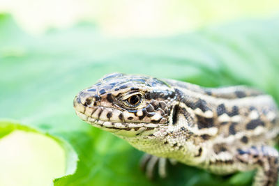 Close-up of a turtle