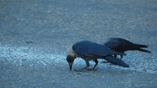 Close-up of bird