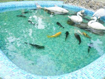 High angle view of fishes swimming in water