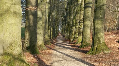 Panoramic view of trees in forest