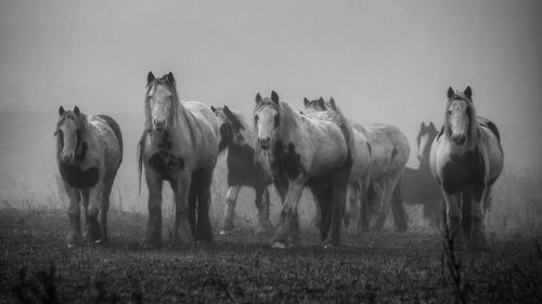 Horses standing on field during foggy weather