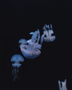 Jellyfish swimming in sea