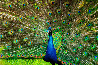 Beautiful peacock with its feathers open. 