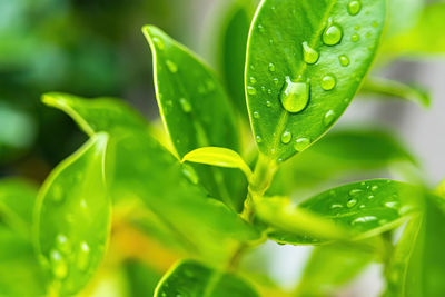 Close-up of raindrops on leaves