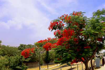 Low angle view of red flowering plants against sky