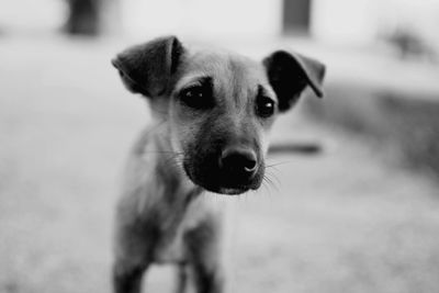 Close-up of puppy looking away