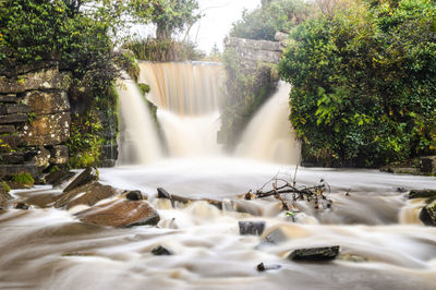 Stream flowing through forest