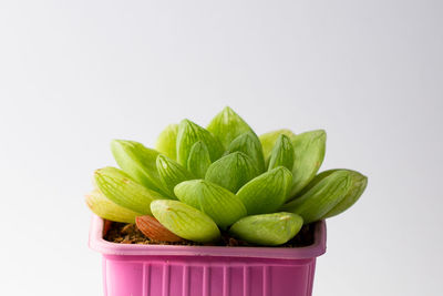 Close-up of green plant against white background