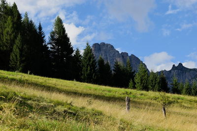 Trees on field against sky