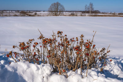 Trees on snow covered field against sky