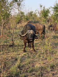 High angle view of tree trunk