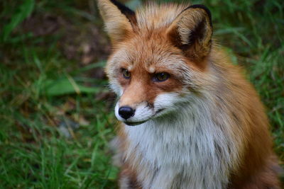 Close-up of a fox looking away