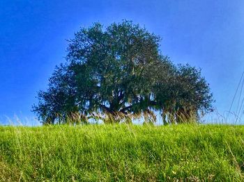 Trees growing in field against clear sky