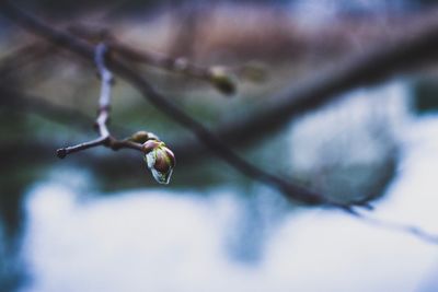 Close-up of raindrops on twig