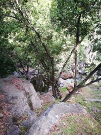 Trees in forest