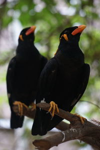 Close-up of birds perching on branch