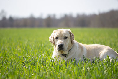 Cute happy purebred labrador retriever dog puppy outdoors in green grass on summer field