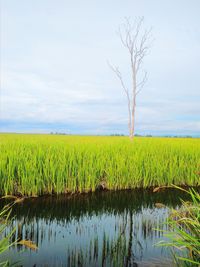 Scenic view of field against sky