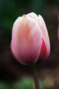 Close-up of pink tulip