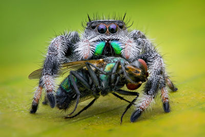 Close-up of spider