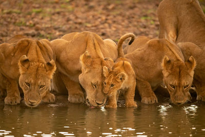 Three lionesses lie drinking water with cub