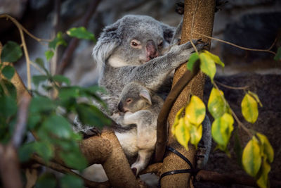 Close-up of koala with joey sitting on tree branch