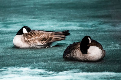 Duck swimming in lake